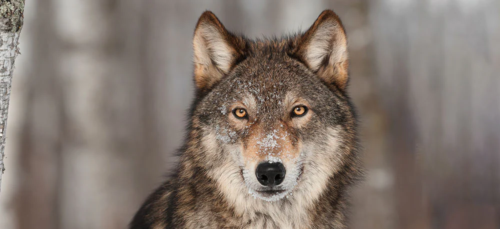 spirit animal quiz