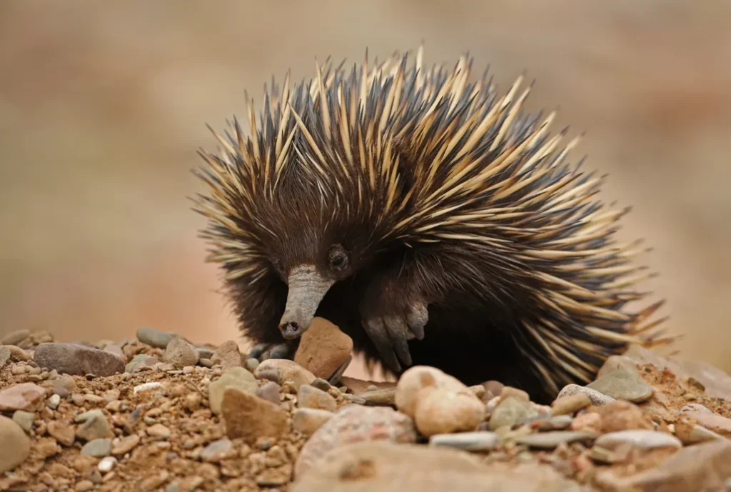 animals that start with e