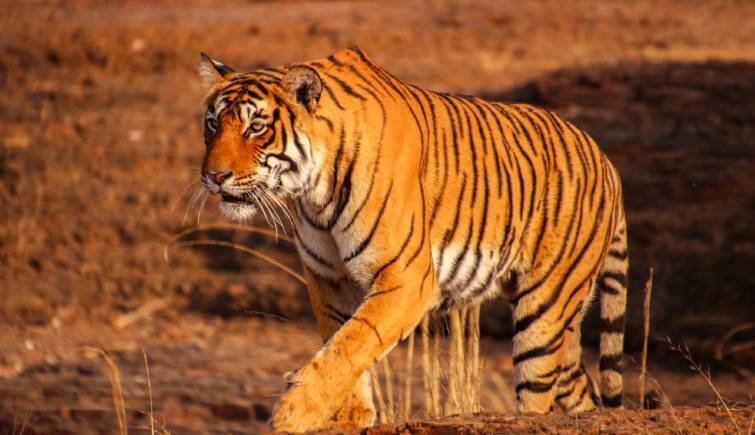 Best Tiger Reserves in India: Explore the Wild Majesty of Bengal Tigers