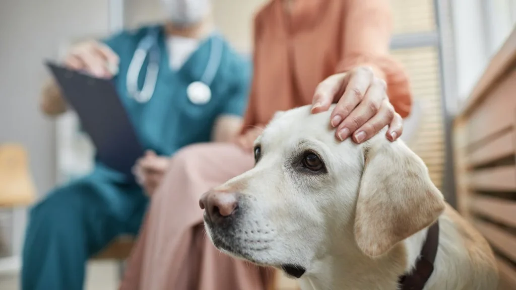 Nutrition Advice For Cats And Dogs From Expert Veterinarians