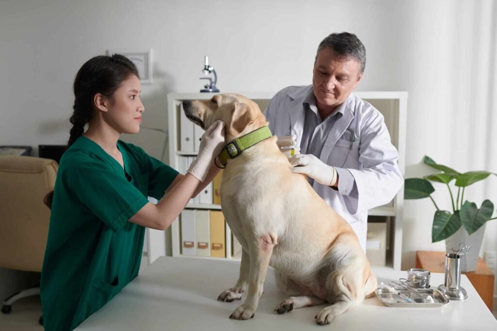 The Top Questions To Ask Your General Veterinarian During An Appointment