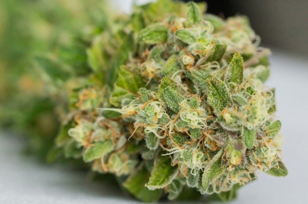 5 Tips for Identifying High-Quality Strain Buds
